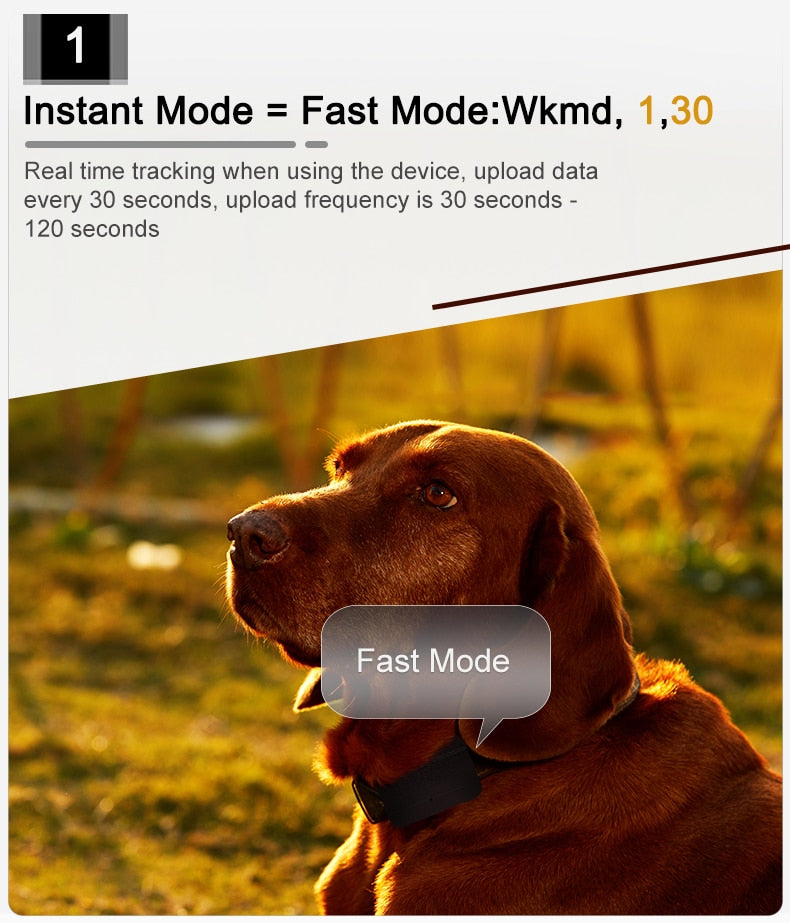 Collier gps pour chien