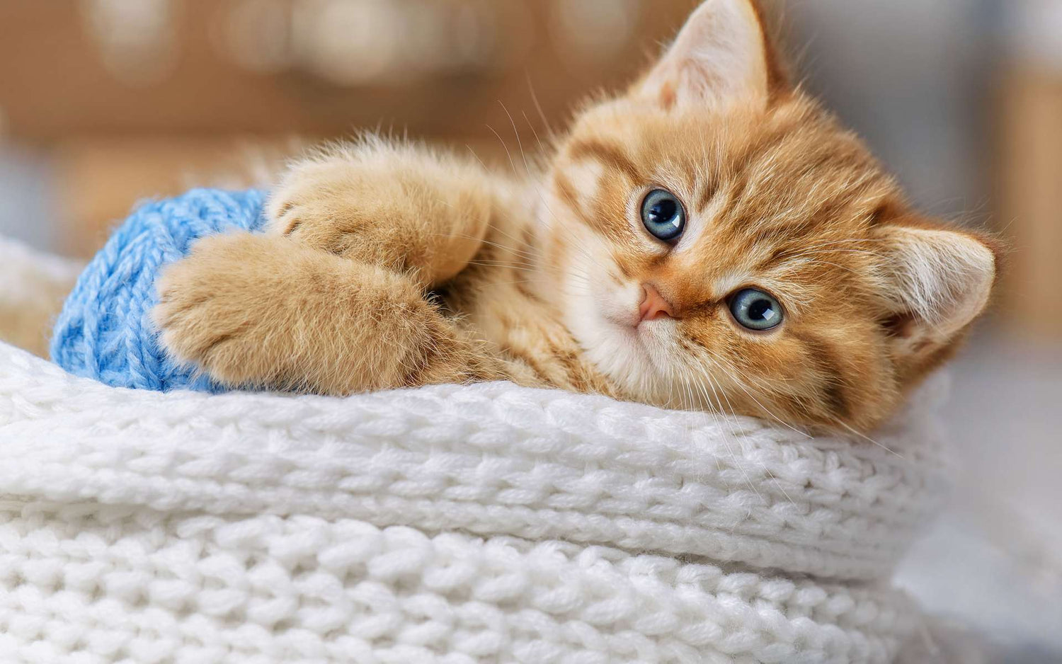 collier gps pour chat, chien