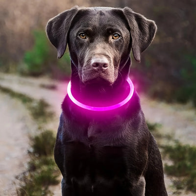 Collier Lumineux et Rechargeable pour Chien