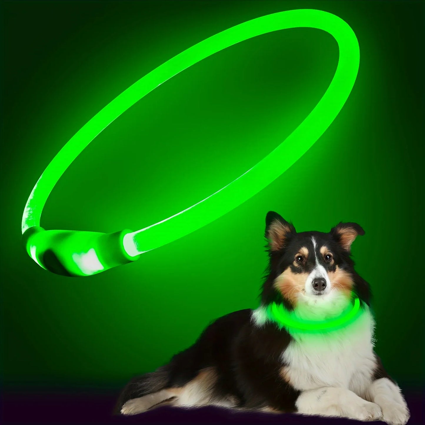 Collier Lumineux et Rechargeable pour Chien