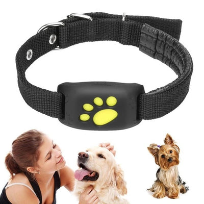 Collier pour chien et chat avec traqueur GPS