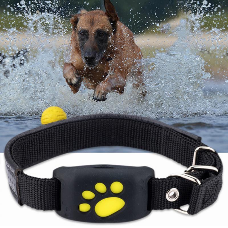 Collier pour chien et chat avec traqueur GPS